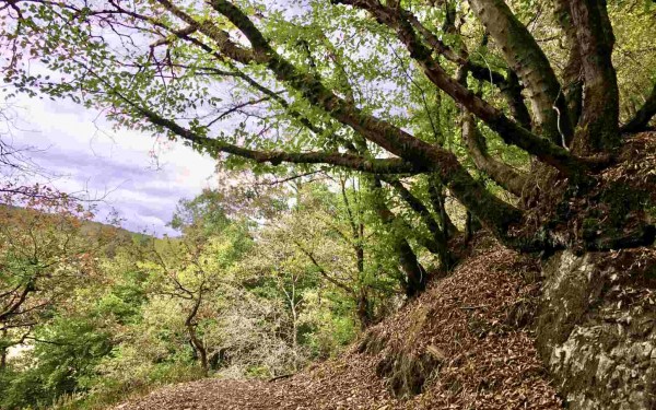 bos onder Couvin langs de Eau Noire, een bronrivier van de Viroin
